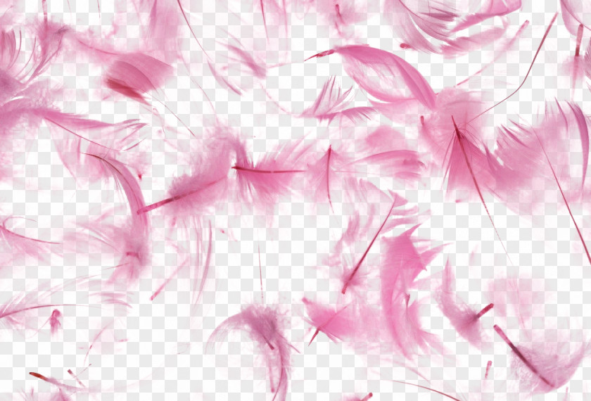 Pink Feather Bird Texture Wallpaper PNG