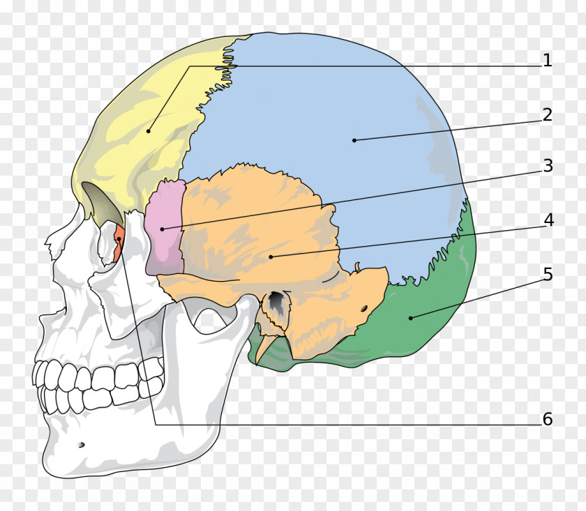 Bones Skull Sphenoid Bone Facial Skeleton Parietal PNG