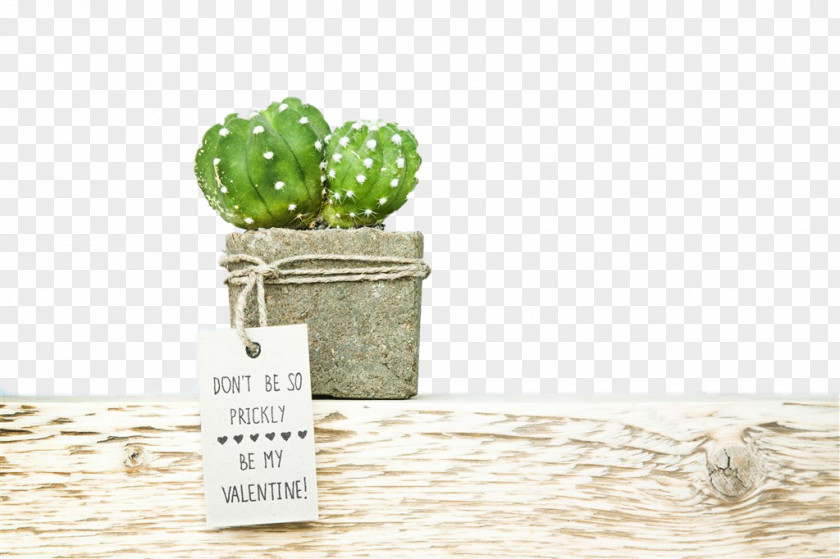 Cactus Wedding Invitation Save The Date Succulent Plant Cactaceae Paper PNG