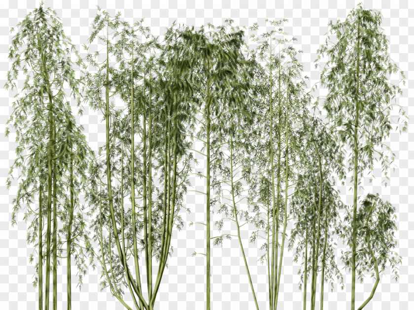 Flowering Plant Stem Tree Woody Grass Family PNG