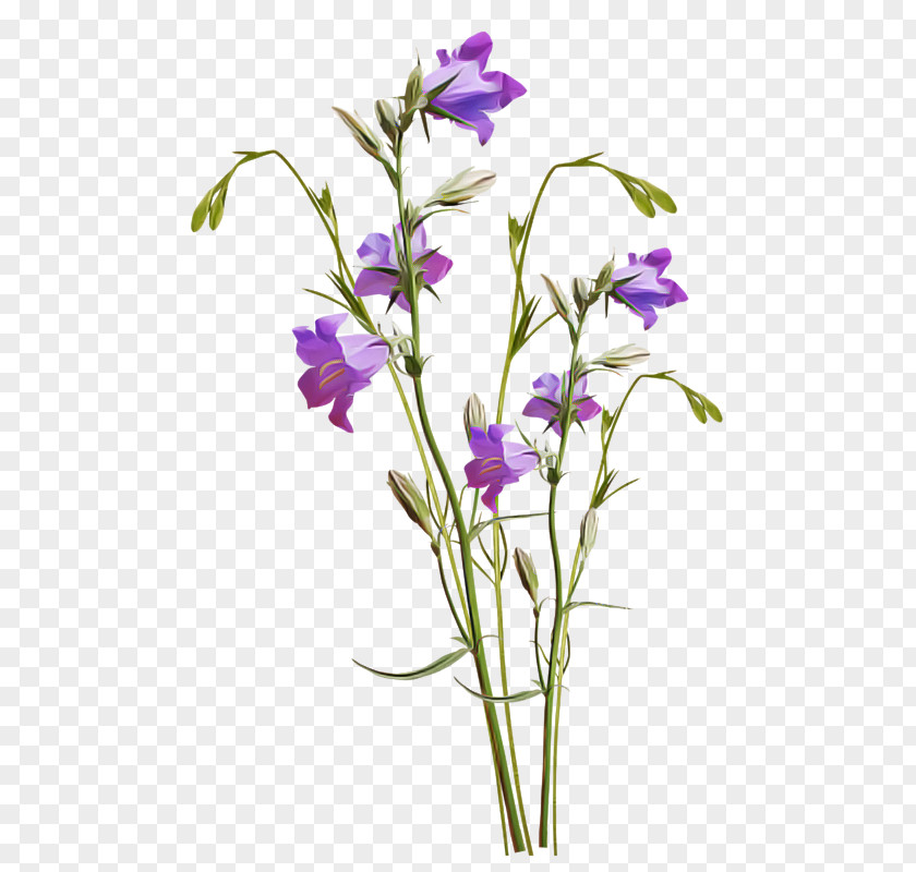 Pedicel Balloon Flower Flowering Plant Violet Bellflower PNG