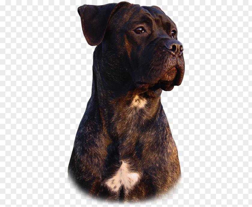 Cane Corso Rare Breed (dog) Dog Collar Group PNG