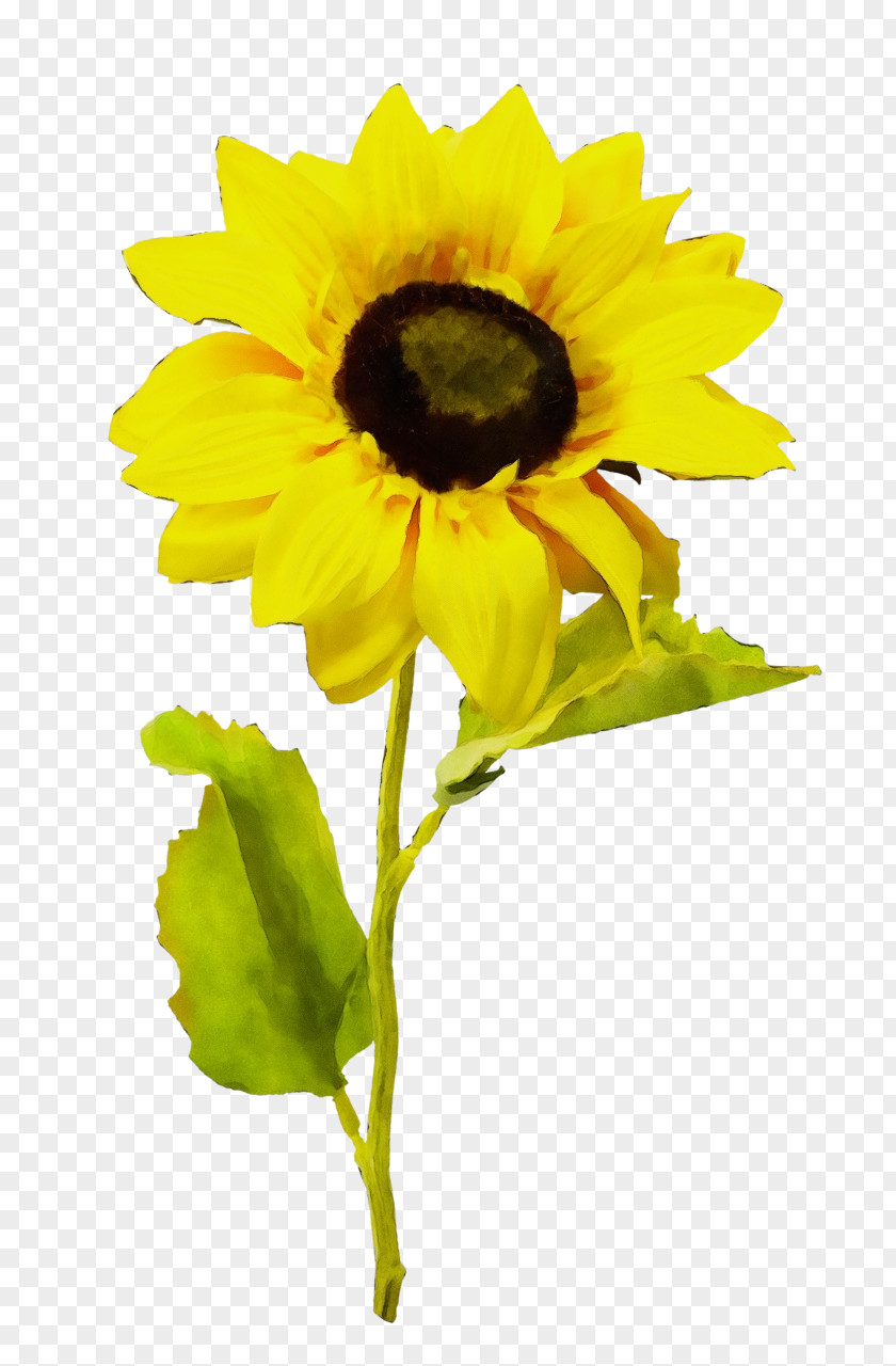 Daisy Family Plant Sunflower PNG