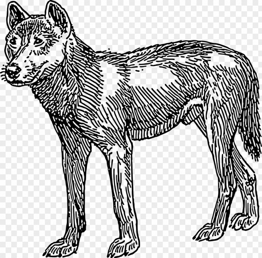 Dingo Rottweiler Clip Art PNG