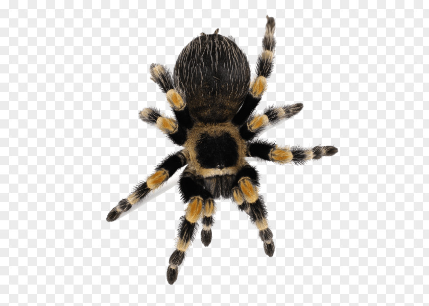Spider Brachypelma Hamorii Smith's Redknee Tarantula Lycosa PNG