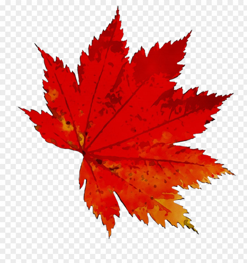 Autumn Leaf Color Image Japanese Maple Stock.xchng PNG