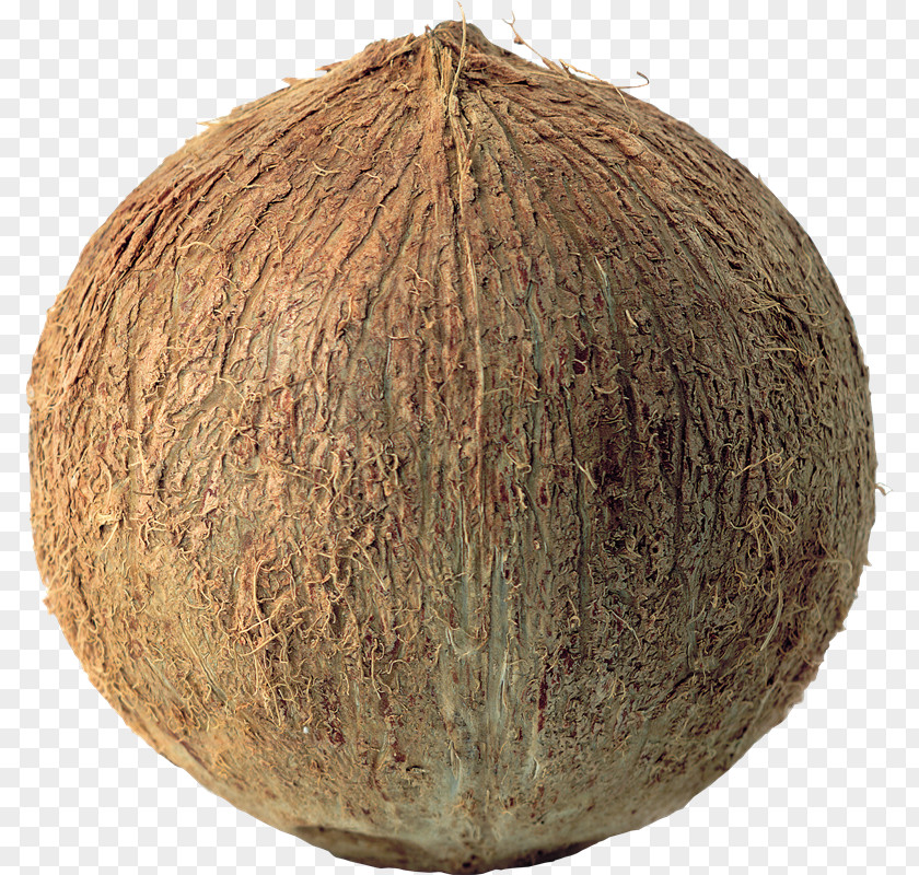Coconut PNG