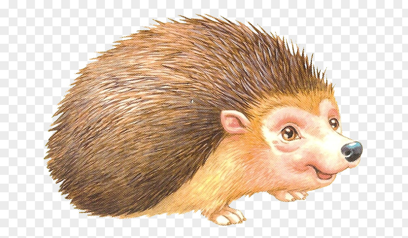 Hedgehog Domesticated European Clip Art PNG