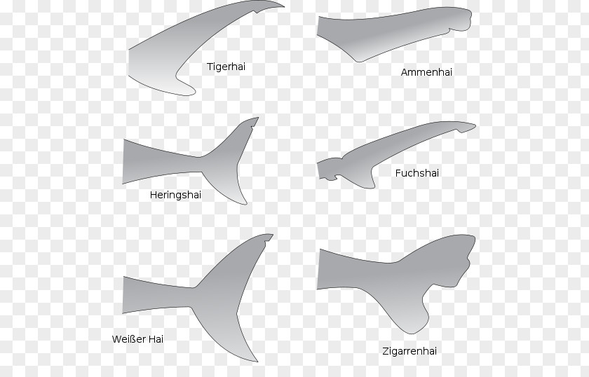 Shark TAIL Anatomy Great White Fin Tail PNG