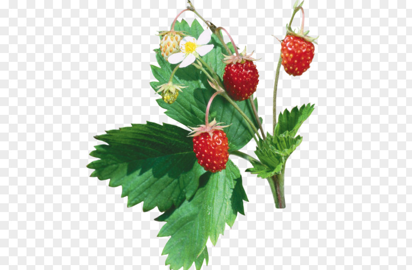 Strawberry Musk Fruit PNG