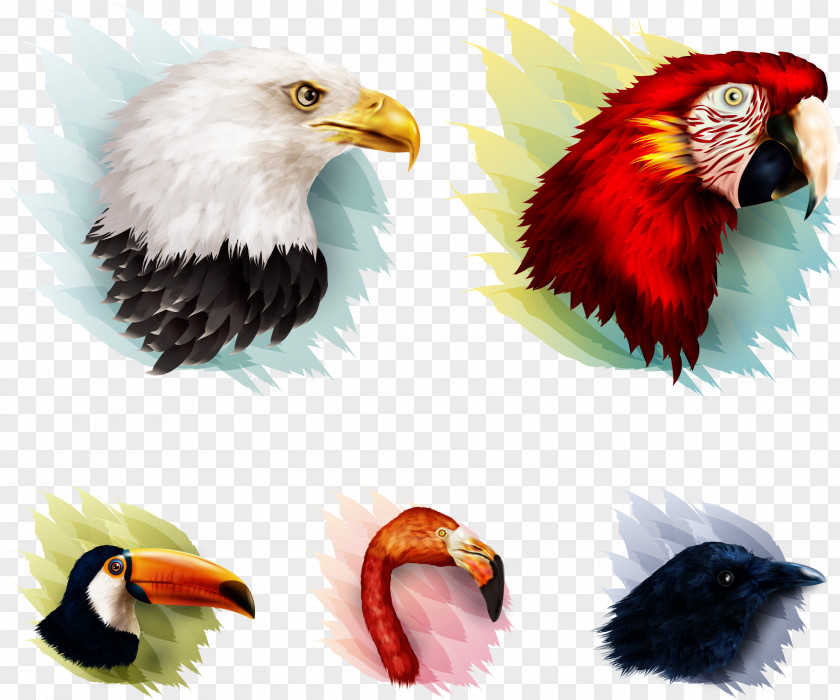 Vector Eagle Painted With Birds Bird Parrot PNG