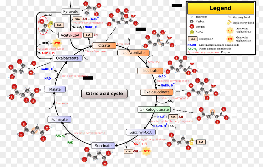 Citric Acid Cycle Tricarboxylic Acetyl-CoA Cellular Respiration PNG