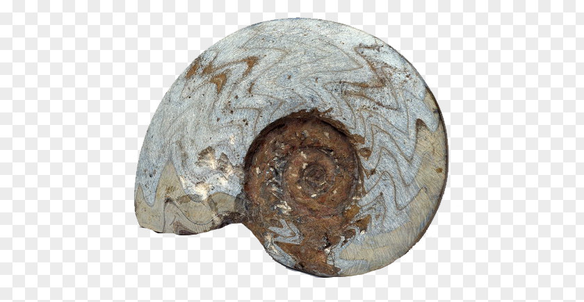 Gray Striped Conch Fossil Rock Nautilidae Petrifaction PNG