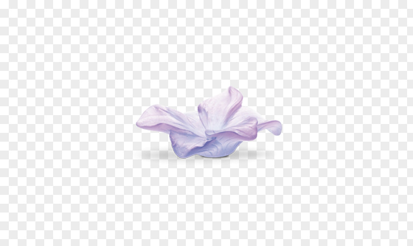 Lilac Petal Violet Daum Amaryllis PNG
