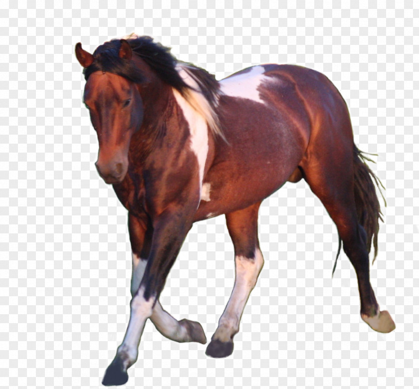 Mustang Stallion Mare American Paint Horse Quarter PNG
