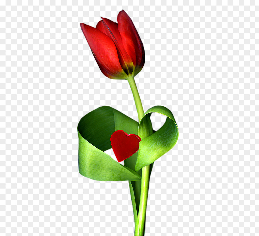Tulip Floral Design Cut Flowers Plant Stem PNG
