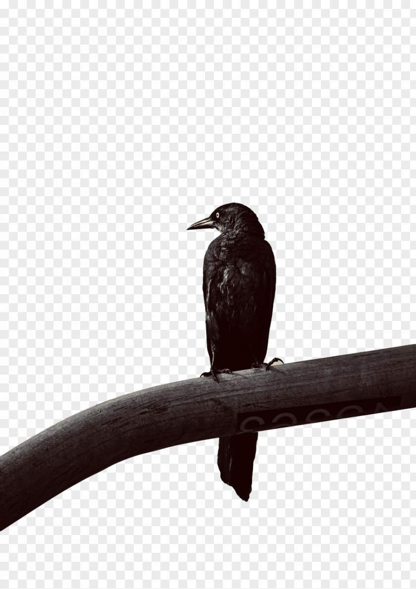 Wrens Cuckoos Beak PNG