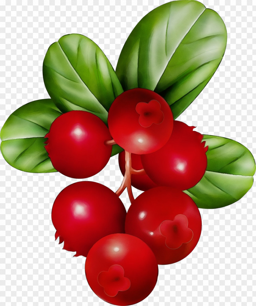 Acerola Family Cherry Tree Drawing PNG