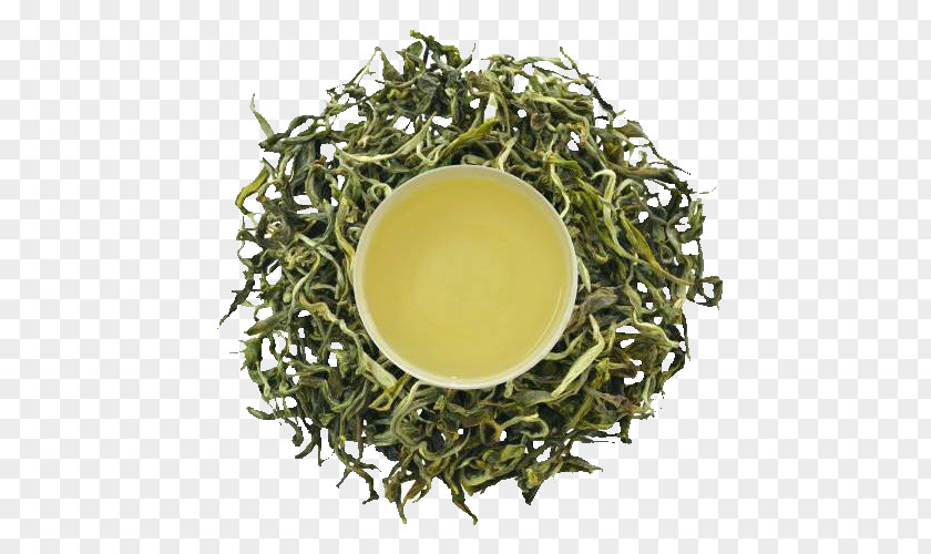 Green Allogeneic Cancer Cell Gyokuro White Tea Oolong Nilgiri PNG