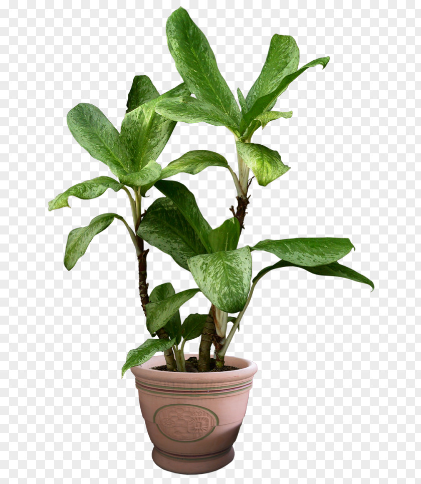 Plant Flowerpot Houseplant Vine Devil's Ivy PNG