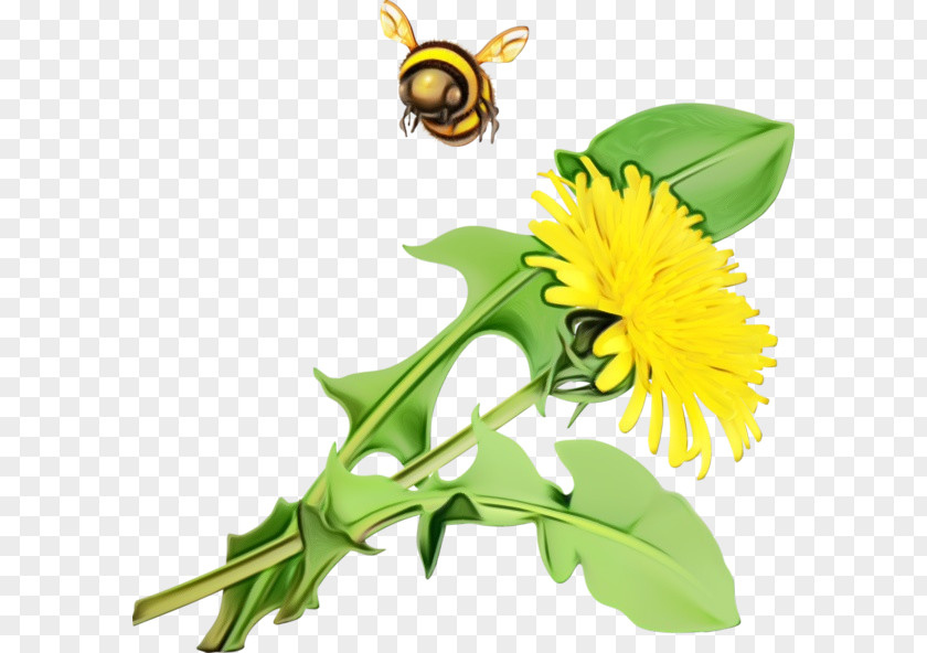 Pollen Honey Bee Bees Dandelions Insects PNG