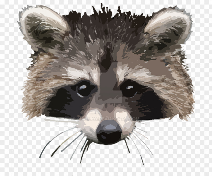 Raccoon Whiskers Animal Carnivora Mammal PNG