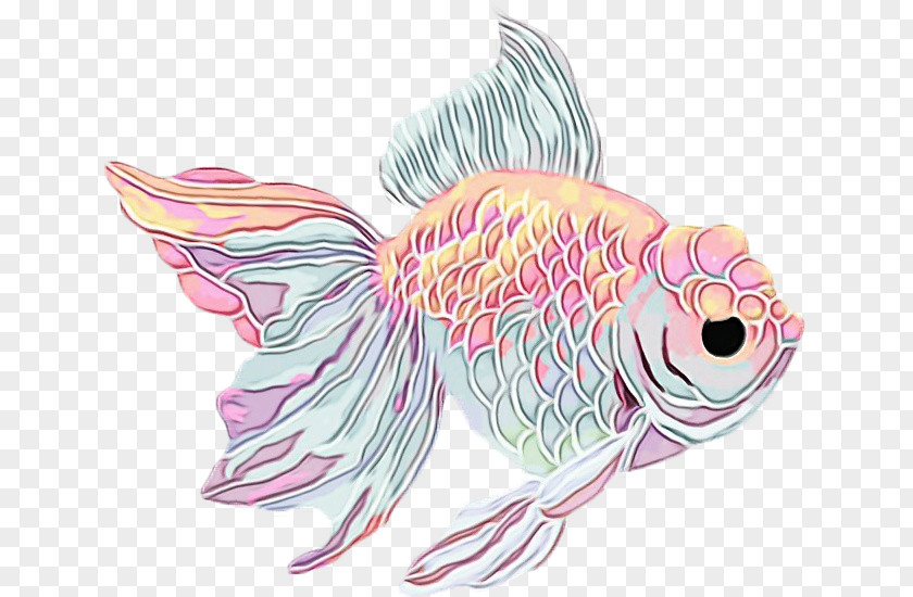 Fish Pink Goldfish Carp PNG