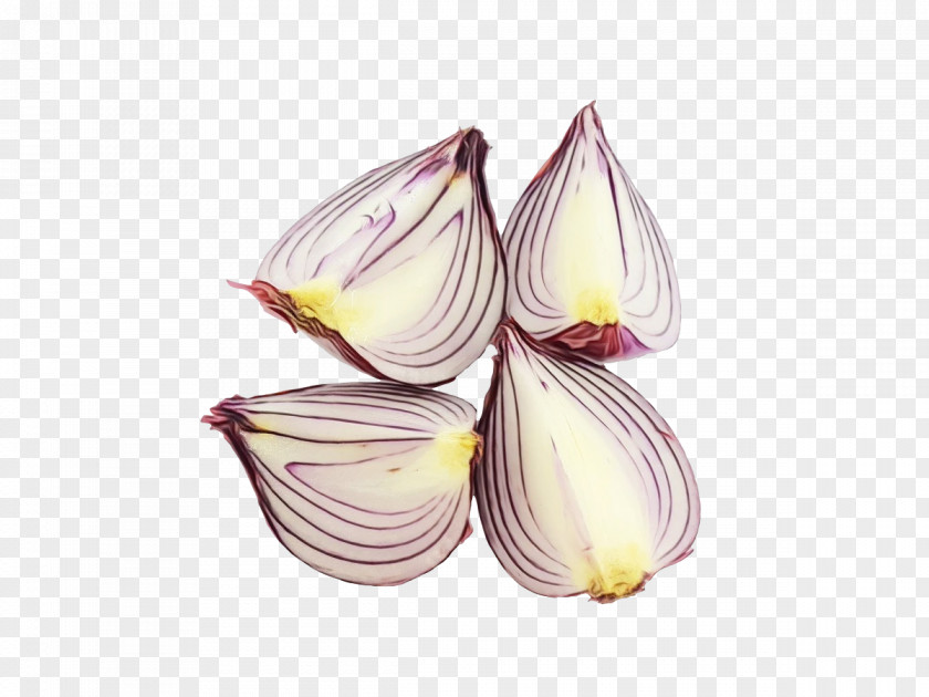 Flower Lilac M Petal Onion PNG