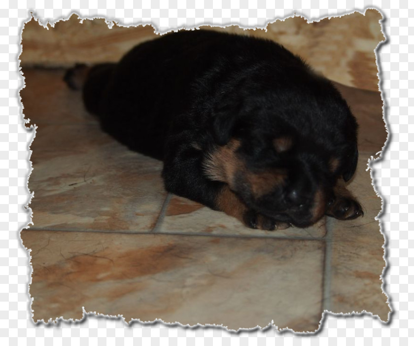 Puppy Rottweiler Dog Breed Group (dog) Snout PNG