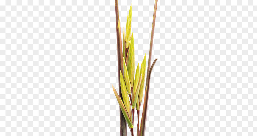 Strelitzia Reginae Grasses Heliconia Psittacorum Pleiostachya Pruinosa Nicolai PNG