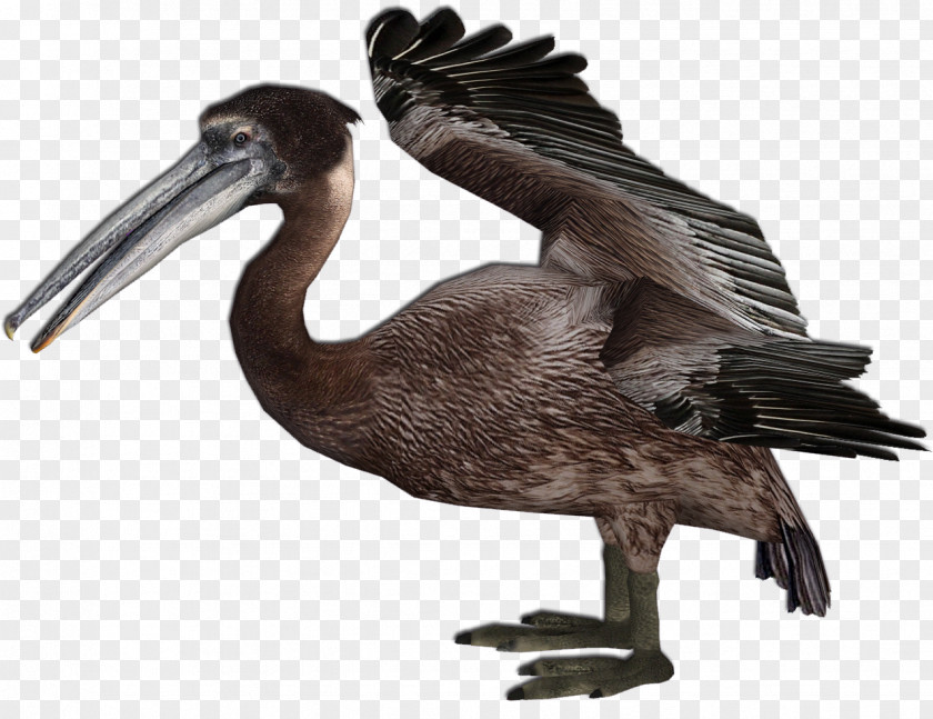 A Juvenile Pelican Beak Feather Extinction Vulture PNG