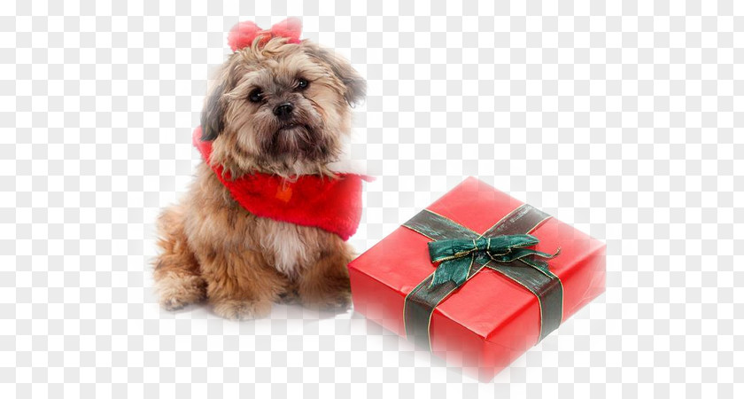 Puppy Shih Tzu Shih-poo Santa Claus Pet PNG