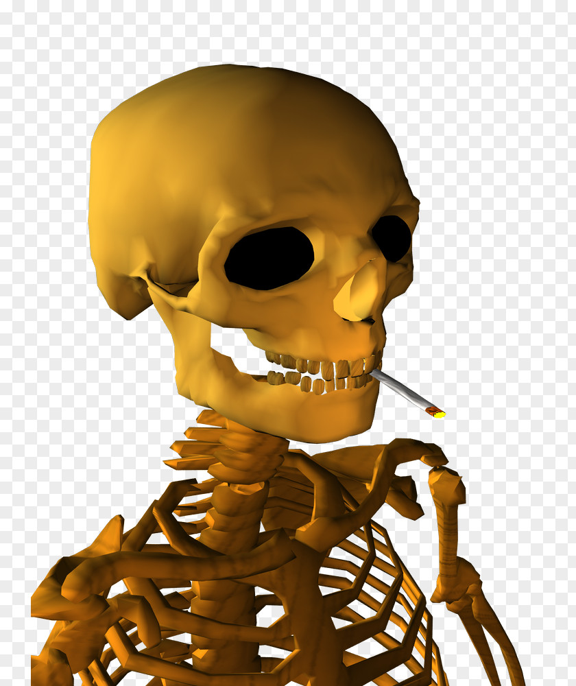 Skeleton Nose Human Behavior Organism Skull PNG