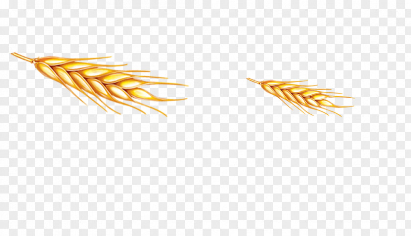 Wheat Grasses Grain Food Family PNG