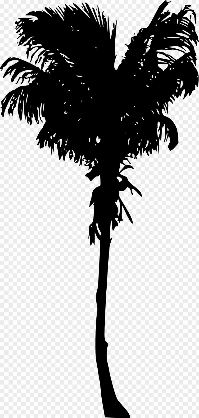 Palm Tree Arecaceae Woody Plant Asian Palmyra PNG
