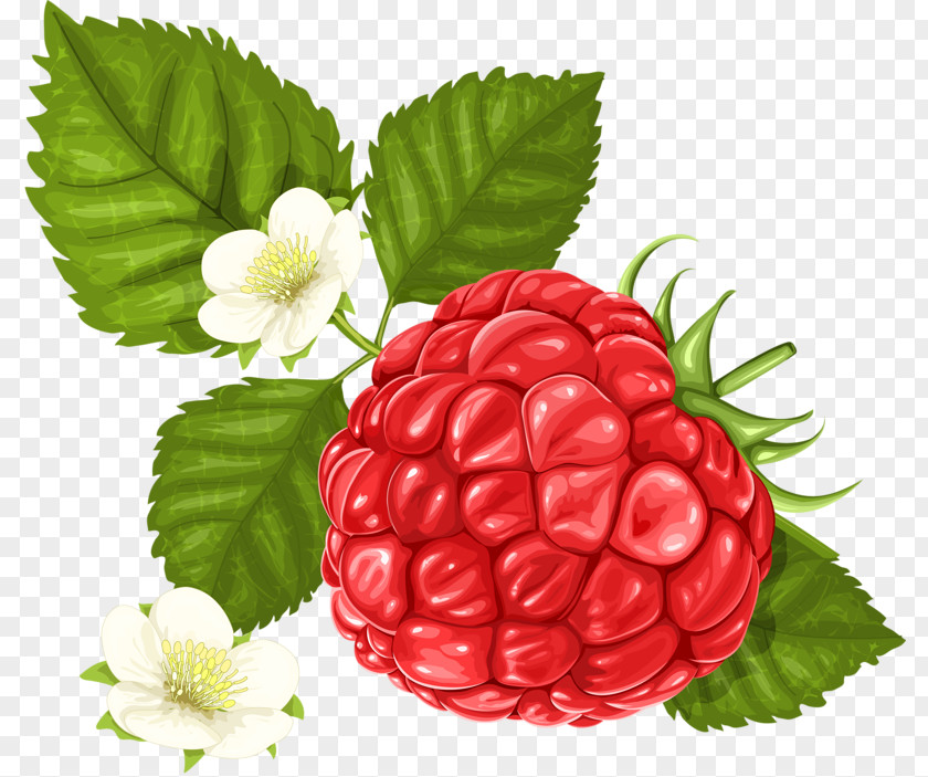White Raspberry Frutti Di Bosco Clip Art PNG