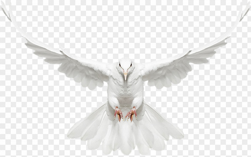 Dove United States Creature Photographer Photography Art PNG