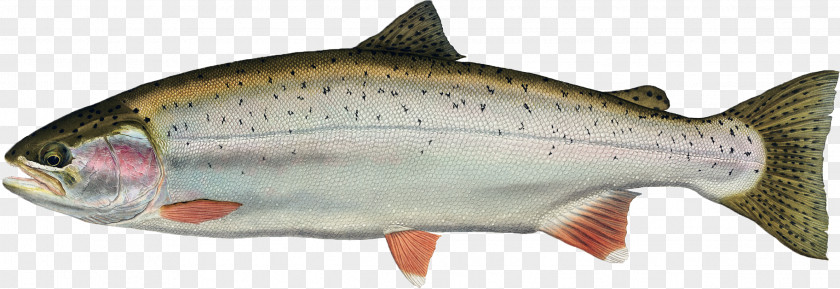 Fish Freshwater Rainbow Trout Animal PNG