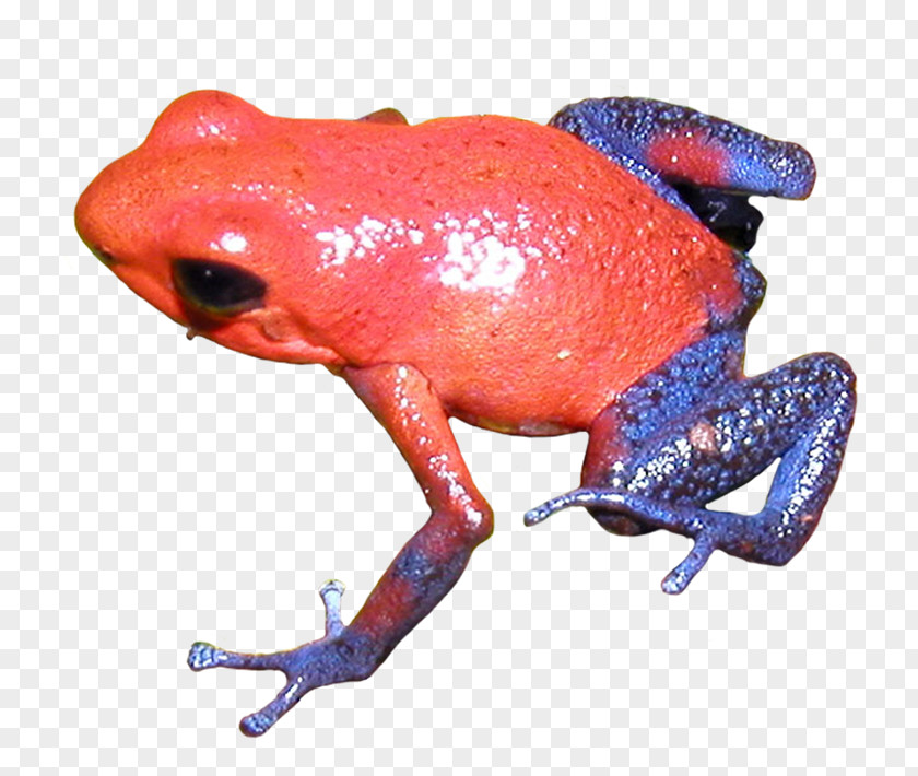 Frog True Poison Dart Toad Tree PNG