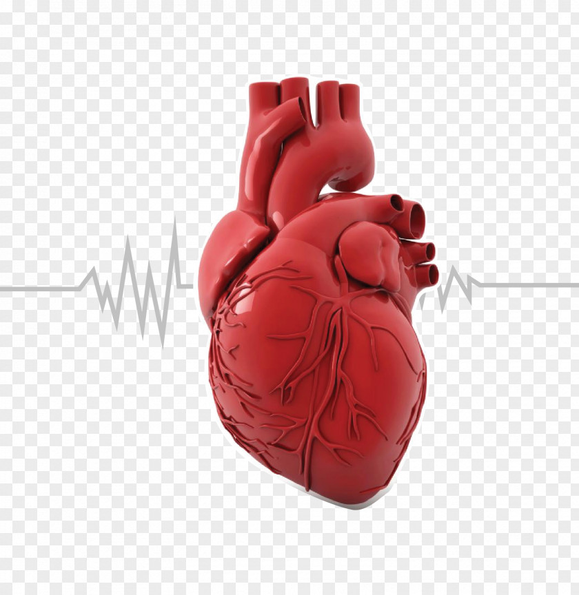 Organ Printing Heart Anatomy Human Body PNG printing body, cholesterol clipart PNG