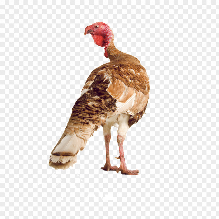 Chicken Domestic Turkey Meat Stock Photography PNG