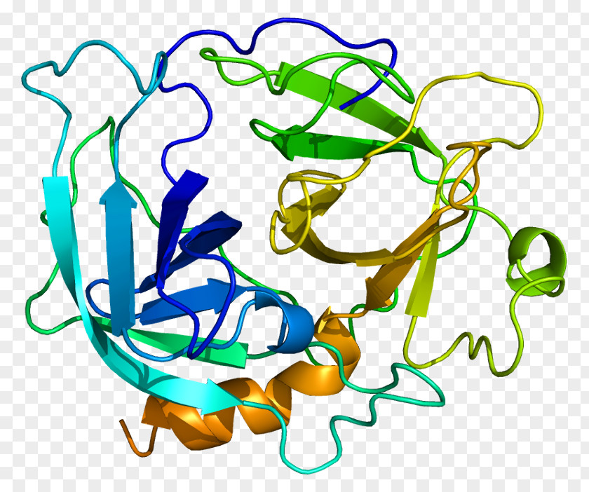 CMA1 Dipeptidyl Peptidase-4 Gene Chymase Chromosome 14 PNG