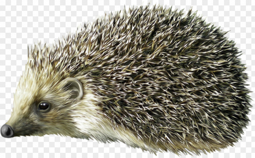 Cute Hedgehog Porcupine Clip Art PNG