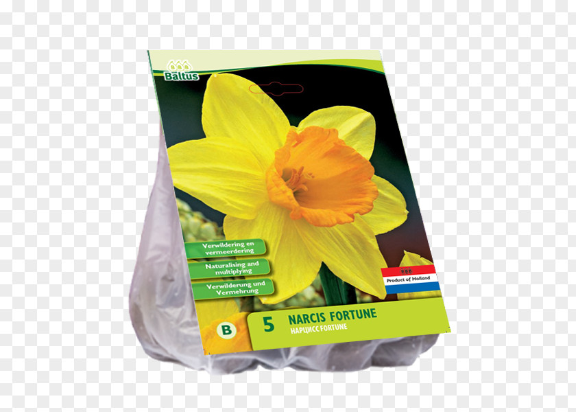 Hyacinth Bolgewas Tulip Yellow Bulb PNG