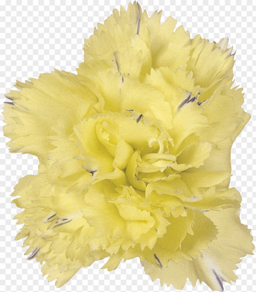 CARNATION Cut Flowers Photography Plant PNG