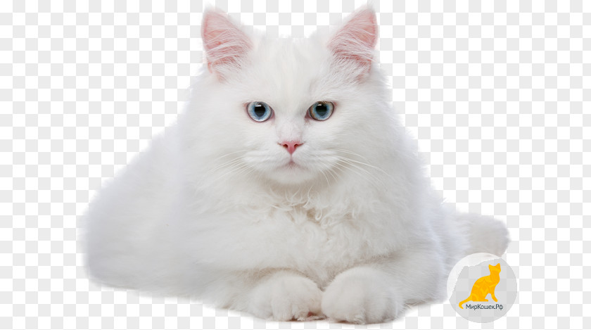Kitten Chantilly-Tiffany Congenital Sensorineural Deafness In Cats Pet Veterinarian PNG