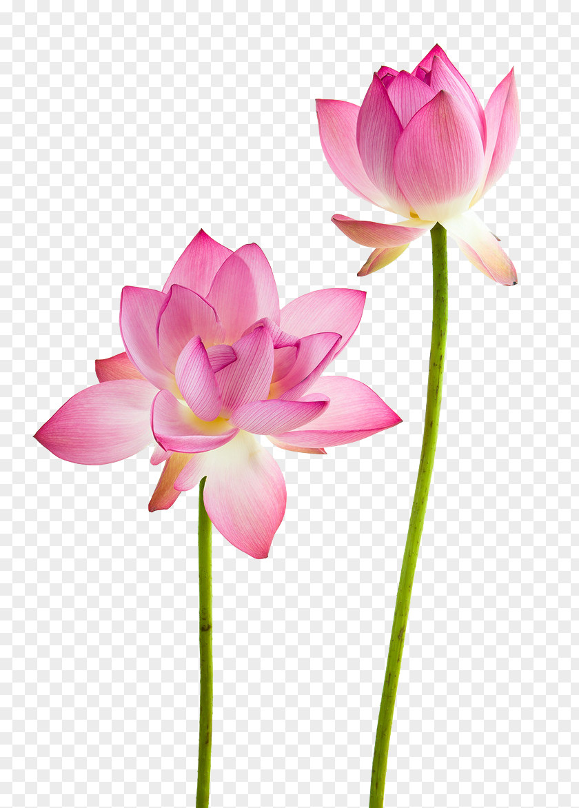 Lotus Flowers Water Lily Nelumbo Nucifera Flower Stock Photography PNG