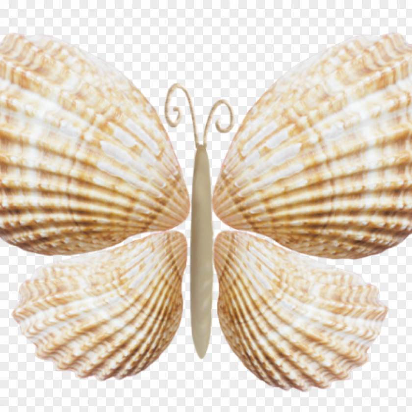 Shells Seashell Butterflies And Moths Conchology Mollusc Shell PNG