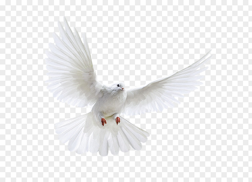 White Dove Columbidae Domestic Pigeon Bird Flight PNG