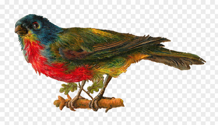 Birds Lovebird Victorian Era Clip Art PNG